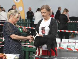 Dog show in Nowy Dwór