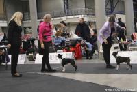 Dog Show Wilno 20 December 2024